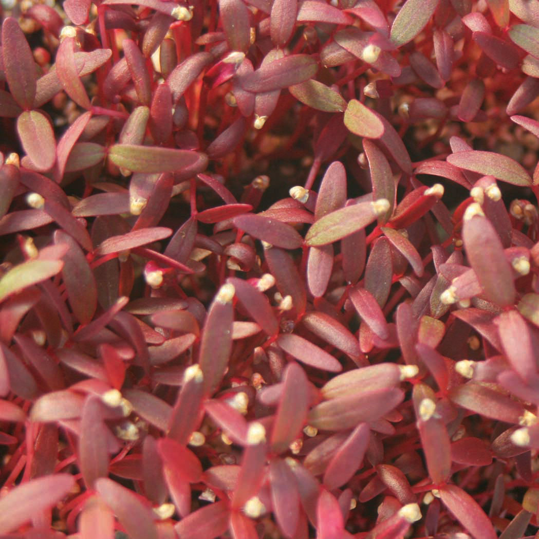 Garnet-Amaranth