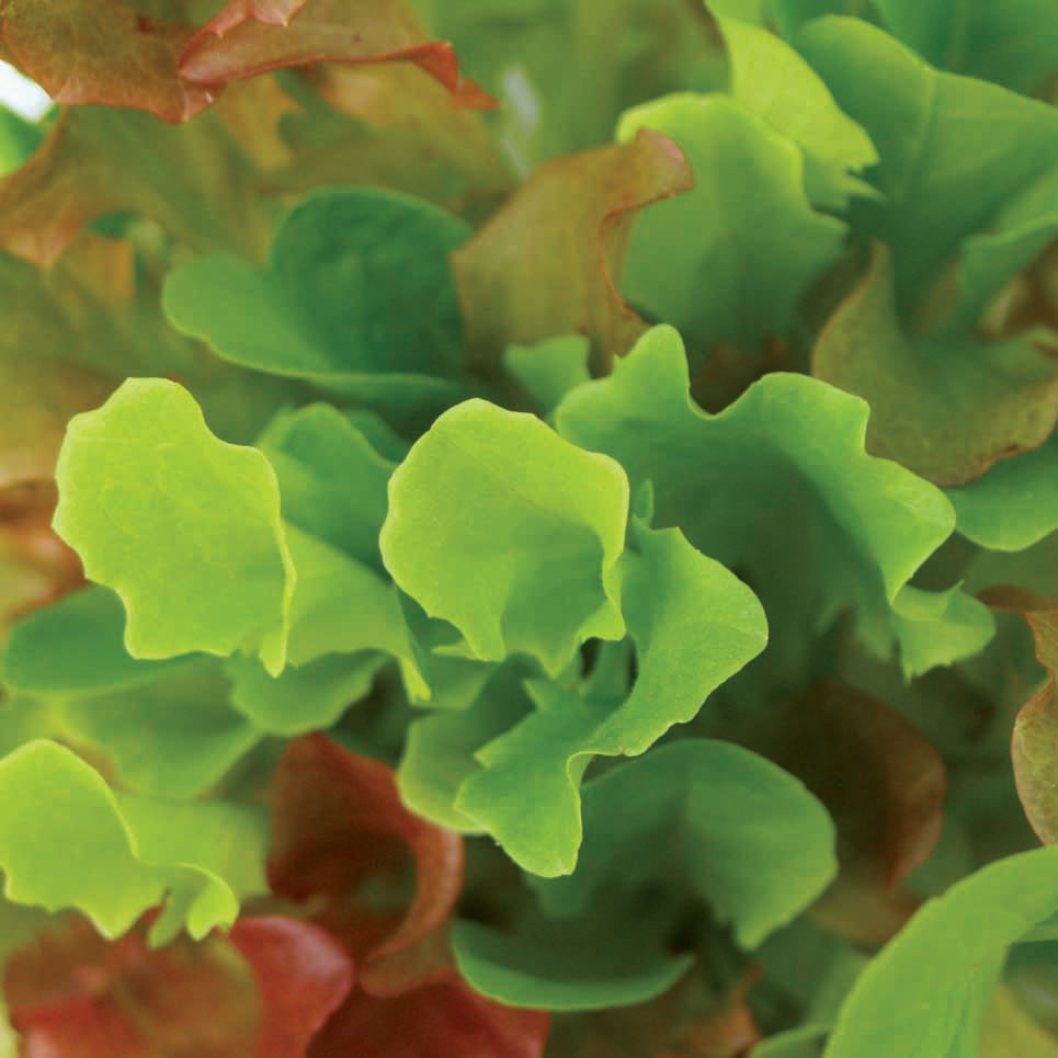 Mixed-Bibb-Lettuce