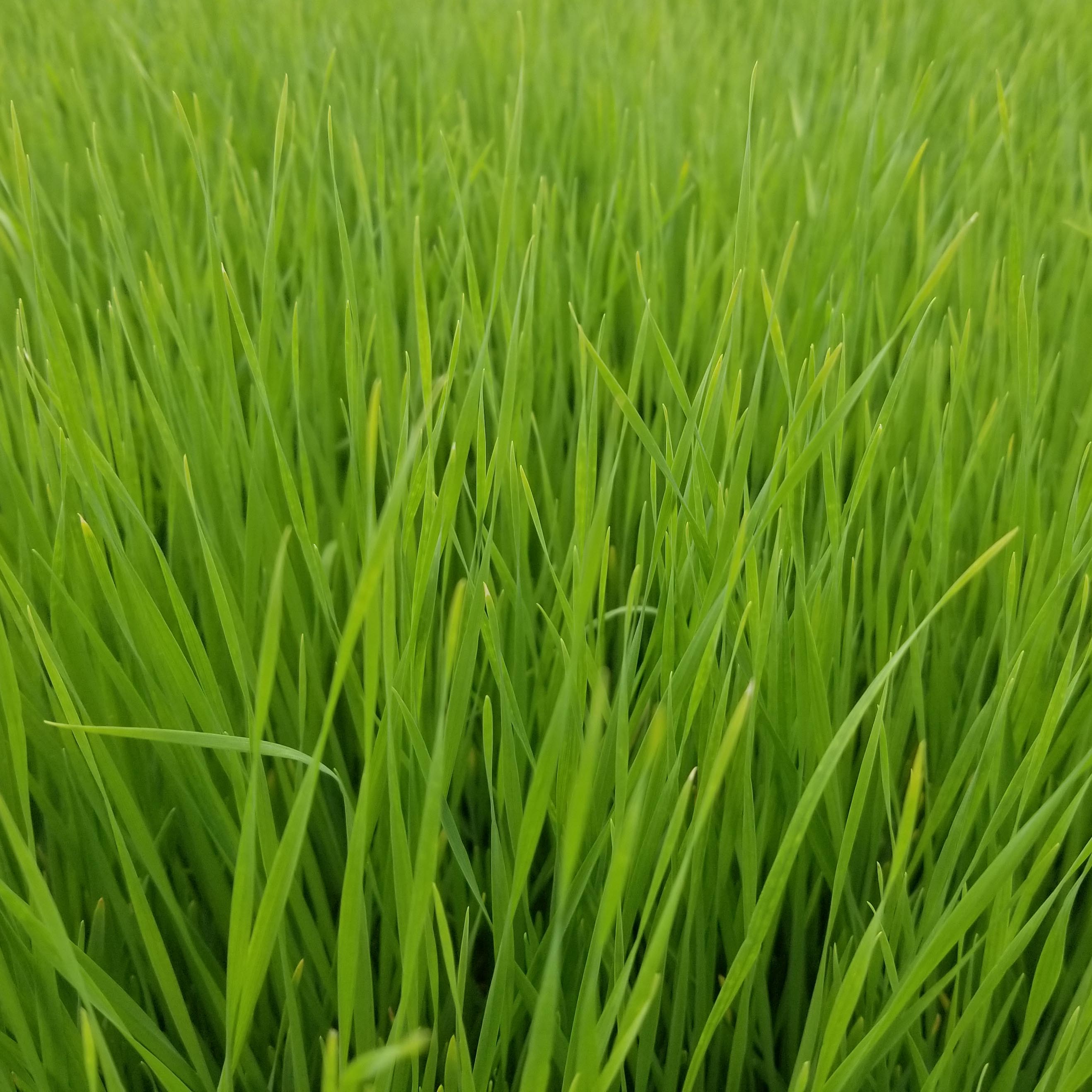 Wheatgrass